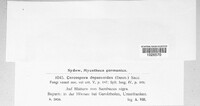Pseudocercospora depazeoides image
